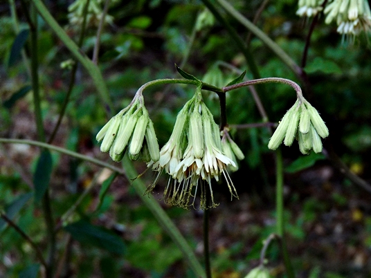 {Nabalus serpentarius}